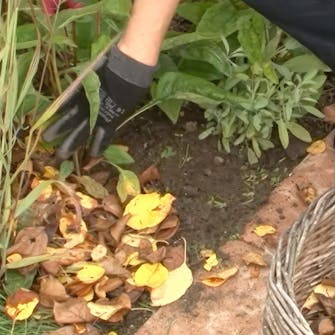 Staudebed dæk jorden til Staudebed dæk jorden til